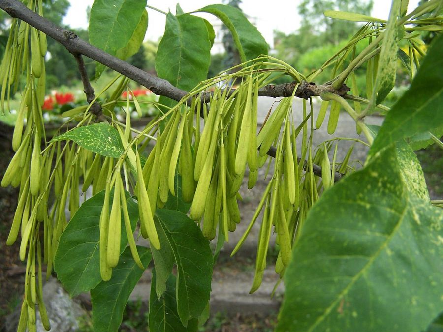 اصول کاشت و تکثیر درخت زبان گنجشک (2 نکته مهم) اصول کاشت و تکثیر درخت زبان گنجشک (2 نکته مهم)