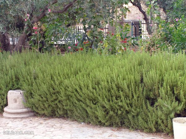 بوته رزماری