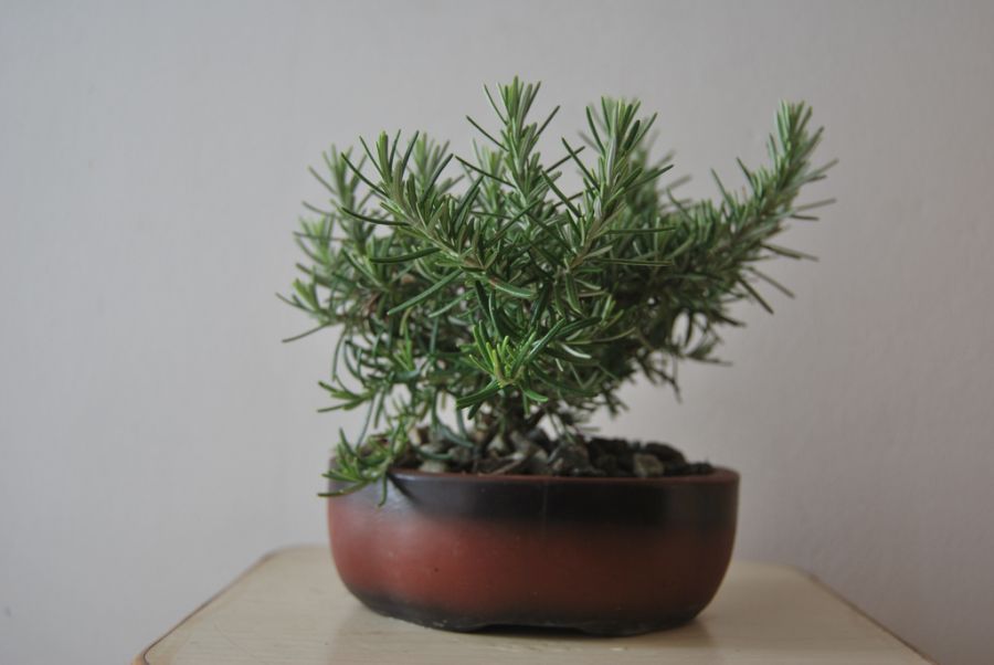 راهنمای کاشت و نگهداری از رزماری (2 نکته مهم) راهنمای کاشت و نگهداری از رزماری (2 نکته مهم)