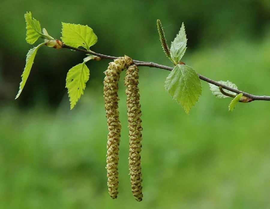 راهنمای کاشت و تکثیر درخت غان (2 نکته مهم) راهنمای کاشت و تکثیر درخت غان (2 نکته مهم)