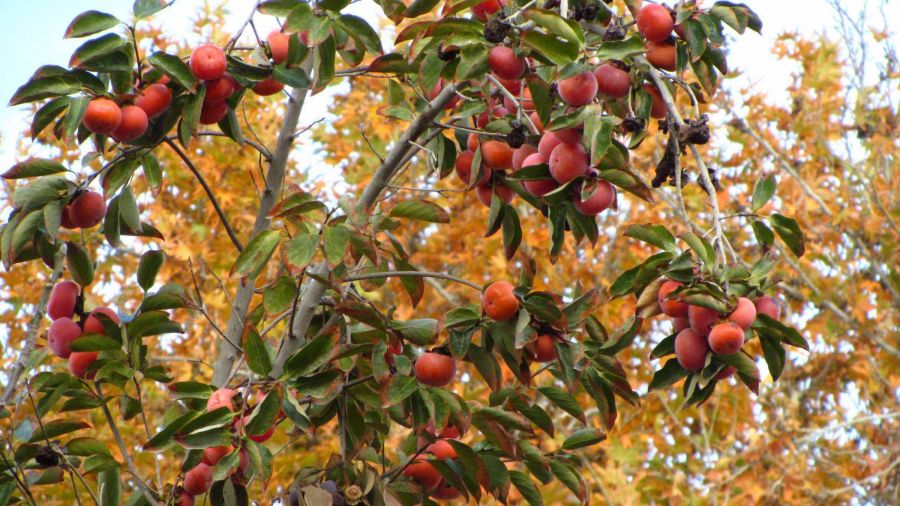 چگونه درخت خرمالو بکاریم؟ (2 نکته مهم)