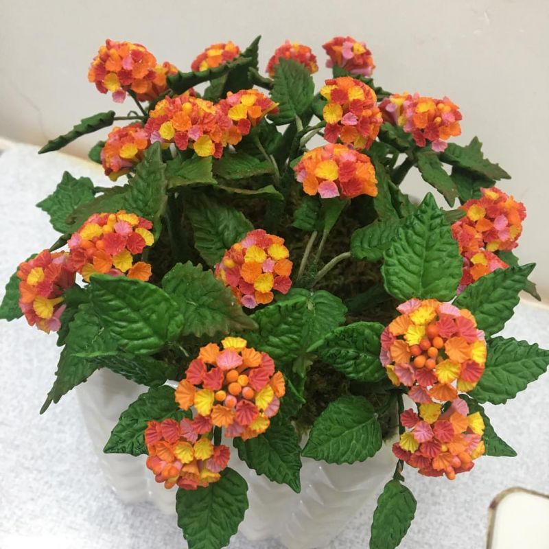 راهنمای کامل کاشت و تکثیر گل شاه پسند (2 نکته مهم)