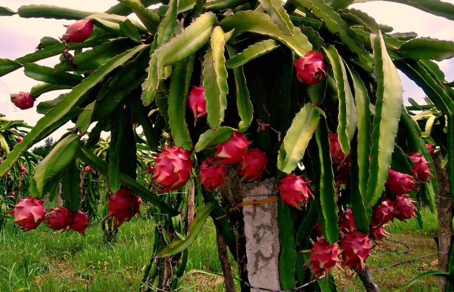 کاشت و پرورش درخت دراگون در خانه (2 نکته مهم) کاشت و پرورش درخت دراگون در خانه (2 نکته مهم)