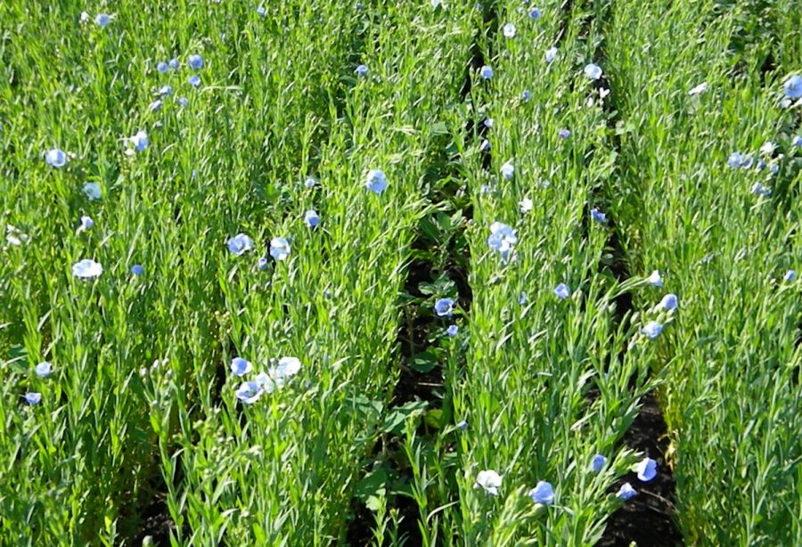 راهنمای کاشت و تکثیر گیاه کتان و خواص آن (2 نکته مهم) راهنمای کاشت و تکثیر گیاه کتان و خواص آن (2 نکته مهم)