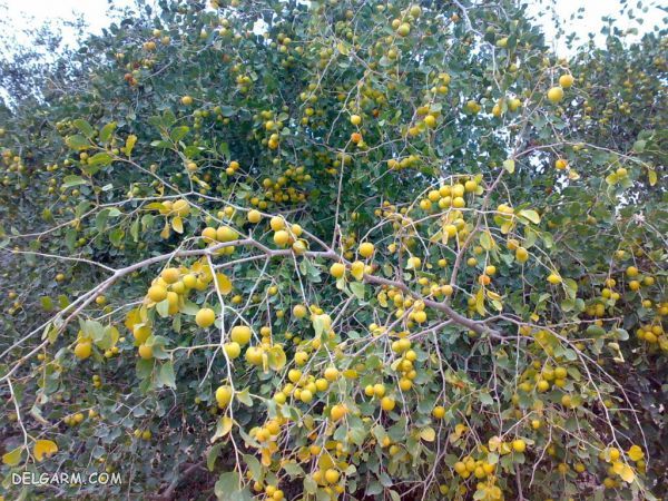 گل کنار