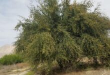 آشنایی با اصول کاشت و نگهداری درخت کنار (2 نکته مهم)