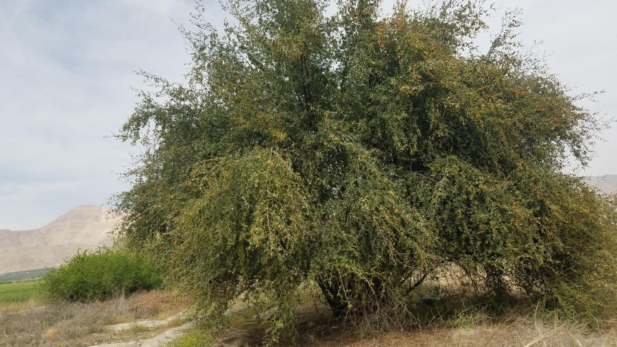 آشنایی با اصول کاشت و نگهداری درخت کنار (2 نکته مهم)