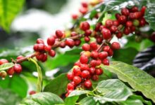 راهنمای کامل کاشت و تکثیر قهوه (2 نکته مهم)