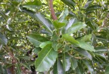 راهنمای کاشت و تکثیر درخت کندر  (2 نکته مهم)