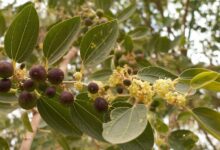 اصول کاشت و پرورش درخت کافور (2 نکته مهم)