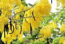 راهنمای کاشت درخت فلوس و خواص آن (2 نکته مهم)