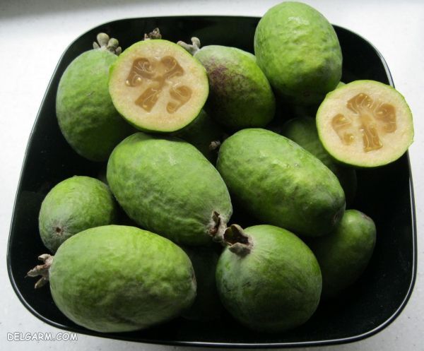 میوه فوجیا