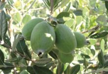 اصول کاشت و پرورش درخت فوجیا (2 نکته مهم)