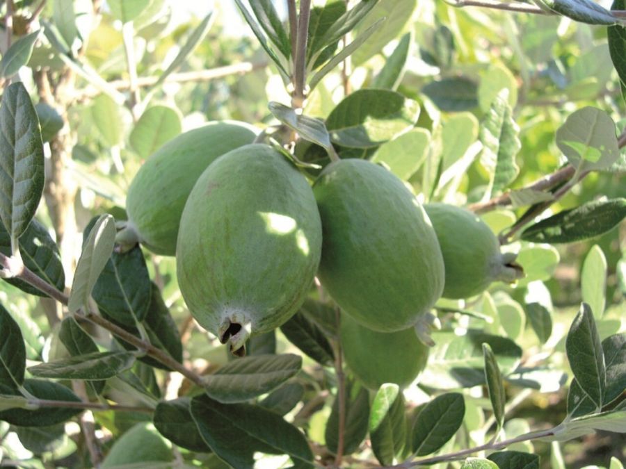اصول کاشت و پرورش درخت فوجیا (2 نکته مهم) اصول کاشت و پرورش درخت فوجیا (2 نکته مهم)