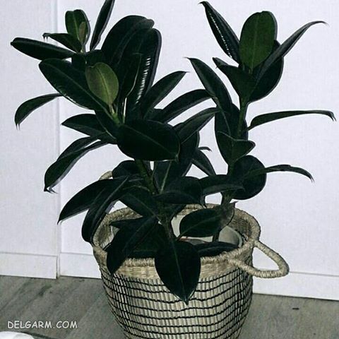 fikos