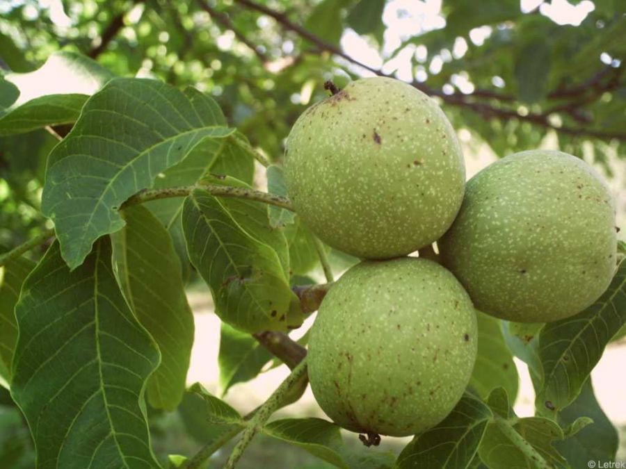 اصول کاشت و نگهداری از درخت گردو (2 نکته مهم)
