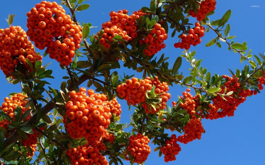 چگونه درخت زالزالک بکاریم؟ (2 نکته مهم) چگونه درخت زالزالک بکاریم؟ (2 نکته مهم)