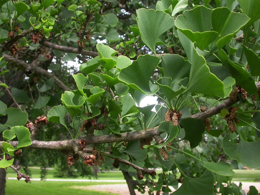راهنمای کاشت درخت جینکو و خواص فوق العاده آن (2 نکته مهم)