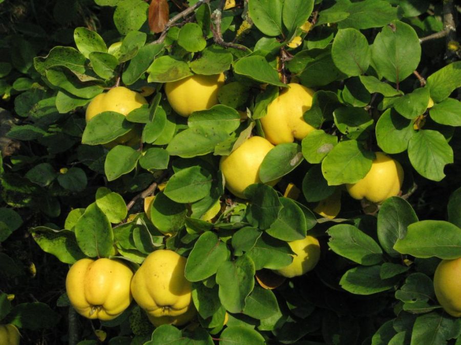 راهنمای کاشت درخت به و نگهداری از آن (2 نکته مهم) راهنمای کاشت درخت به و نگهداری از آن (2 نکته مهم)