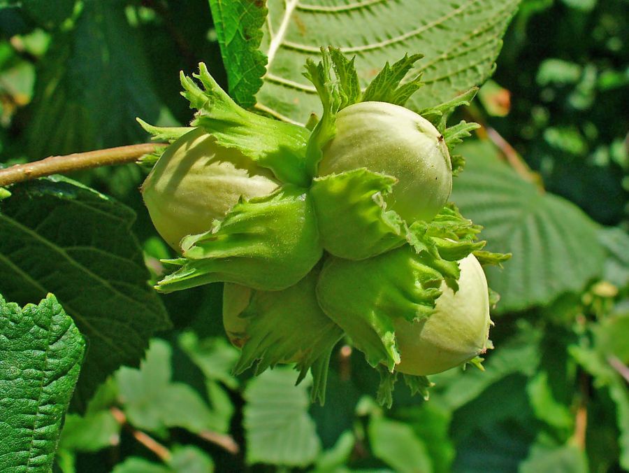  اصول کاشت و تکثیر درخت فندق  (2 نکته مهم)
