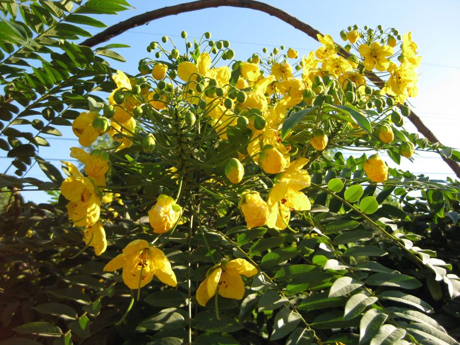 اصول کاشت و مراقبت از درخت سنا (2 نکته مهم) اصول کاشت و مراقبت از درخت سنا (2 نکته مهم)