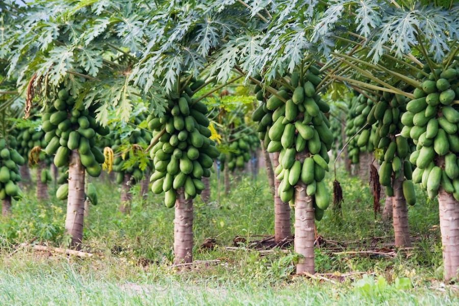 راهنمای کاشت و پرورش درخت پاپایا (2 نکته مهم) راهنمای کاشت و پرورش درخت پاپایا (2 نکته مهم)