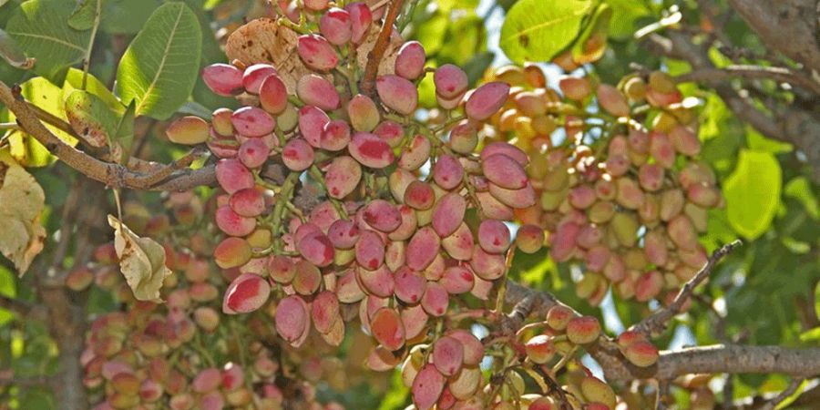 آشنایی با روش کاشت و تکثیر درخت پسته (2 نکته مهم)