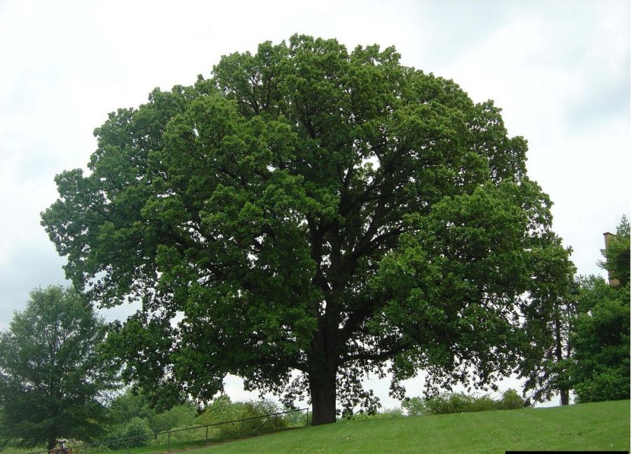 درخت بلوط و خواص میوه آن (2 نکته مهم) درخت بلوط و خواص میوه آن (2 نکته مهم)