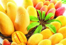 روش های کاشت و پرورش درخت انبه (2 نکته مهم)