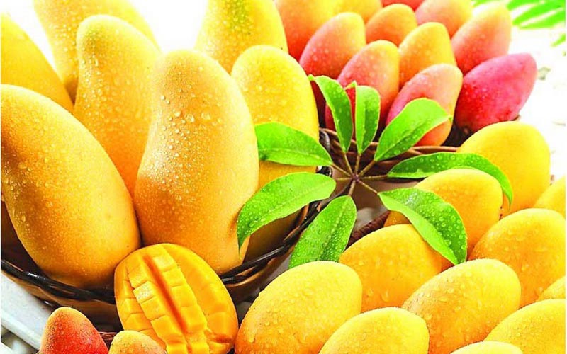 روش های کاشت و پرورش درخت انبه (2 نکته مهم) روش های کاشت و پرورش درخت انبه (2 نکته مهم)