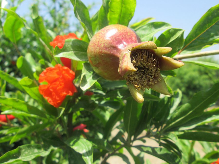 با روش پرورش و تکثیر درخت انار آشنا شوید (2 نکته مهم)