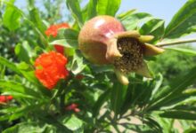 با روش پرورش و تکثیر درخت انار آشنا شوید (2 نکته مهم)