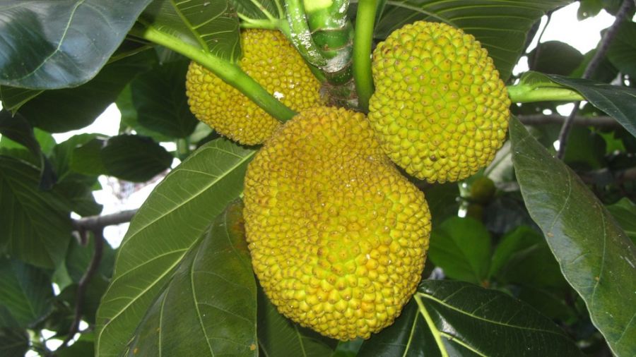 معرفی درخت نان و خواص میوه آن (2 نکته مهم)