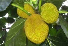 معرفی درخت نان و خواص میوه آن (2 نکته مهم)