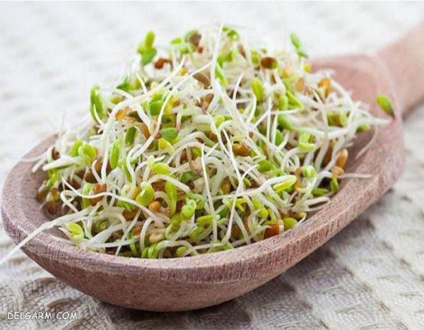 جوانه گندم