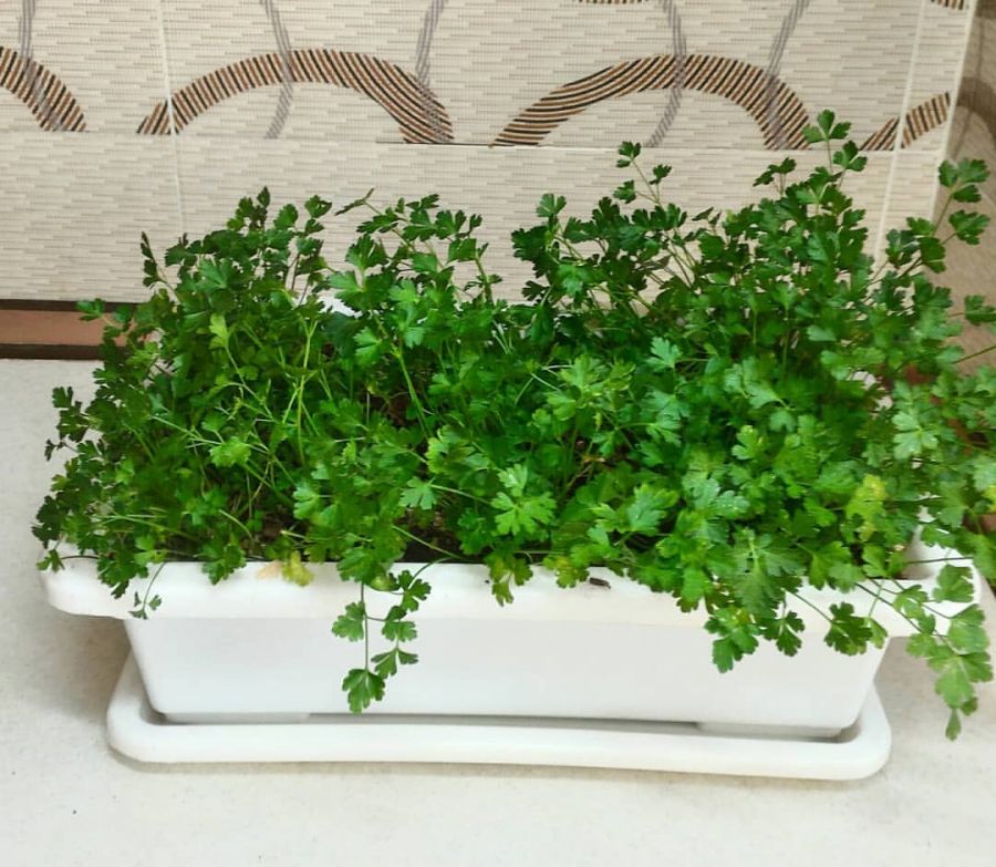 آشنایی با اصول کاشت جعفری و خواص آن (2 نکته مهم) آشنایی با اصول کاشت جعفری و خواص آن (2 نکته مهم)