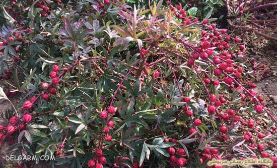 چای قرمز