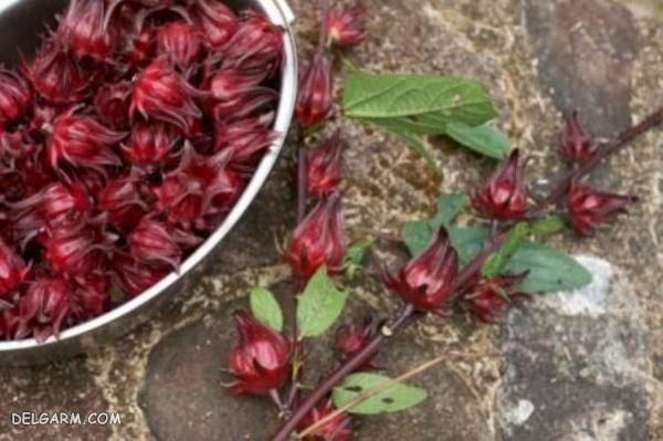 برداشت چای ترش