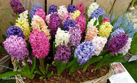 گلهای سنبل
