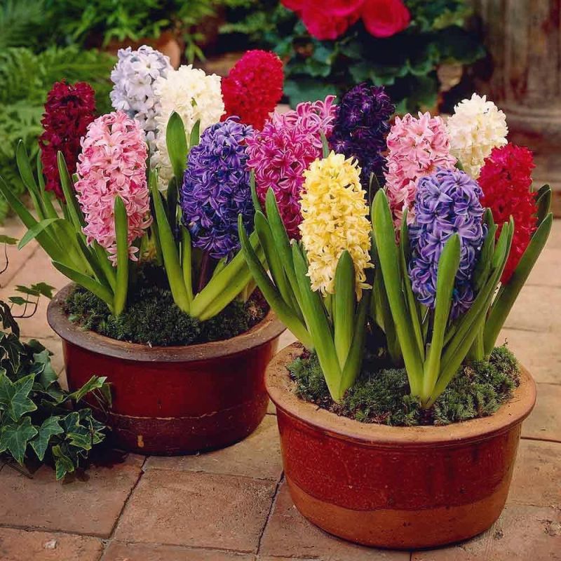 اصول کاشت پیاز سنبل و روش نگهداری از پیاز آن برای سال بعد (2 نکته مهم)