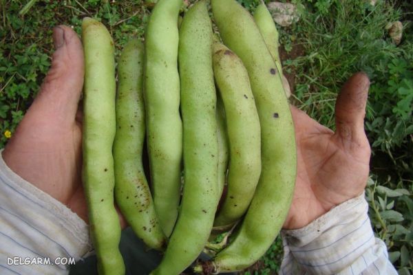 باقالی