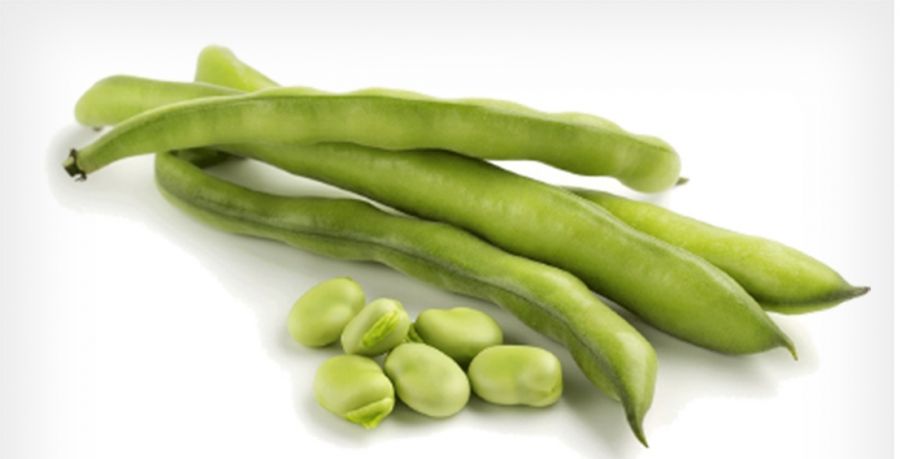 راهنمای کامل شیوه های کاشت باقالا (2 نکته مهم) راهنمای کامل شیوه های کاشت باقالا (2 نکته مهم)