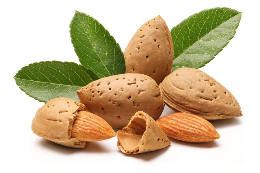 آشنایی با روش کاشت بادام درختی و نگهداری از آن (2 نکته مهم)