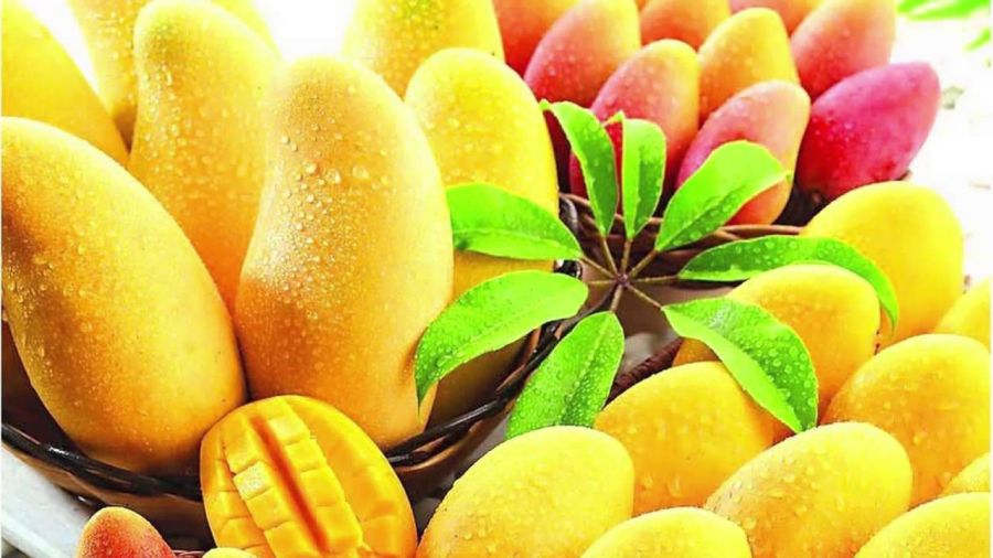 آشنایی با روش کاشت انبه در گلدان و باغچه (2 نکته مهم)
