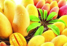 آشنایی با روش کاشت انبه در گلدان و باغچه (2 نکته مهم)