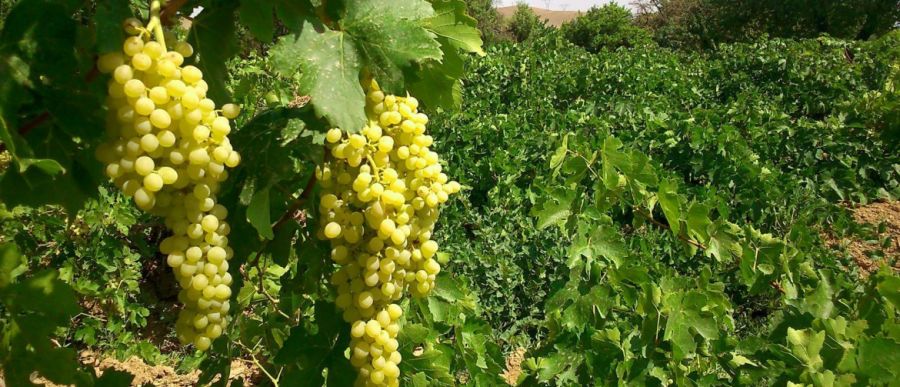با روش کاشت درخت انگور و نگهداری از آن آشنا شوید (2 نکته مهم) با روش کاشت درخت انگور و نگهداری از آن آشنا شوید (2 نکته مهم)
