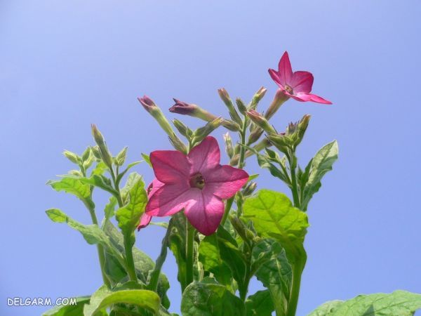 تنباکوی بالدار