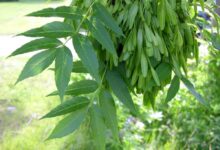 گیاه کنجد / کاشت داشت برداشت (2 نکته مهم)