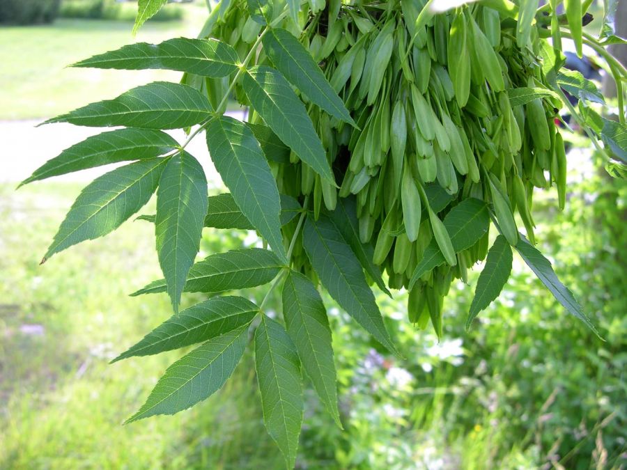 گیاه کنجد / کاشت داشت برداشت (2 نکته مهم) گیاه کنجد / کاشت داشت برداشت (2 نکته مهم)