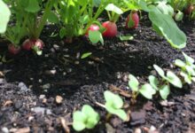 آموزش کاشت و نگهداری سبزی خوردن در خانه و آپارتمان (2 نکته مهم)